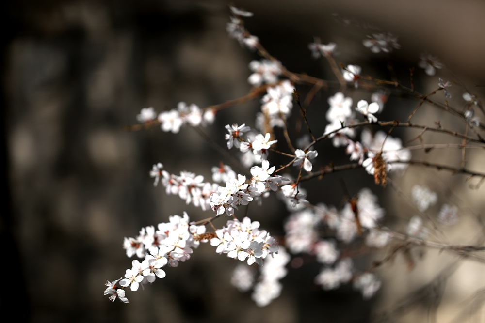 海報(bào)|花開(kāi)隴原，甘肅這些景區(qū)正在復(fù)蘇！