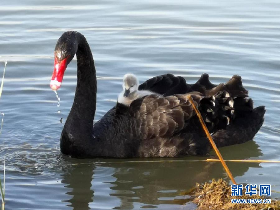 萌化了！黑天鵝寶寶出窩“游湖”