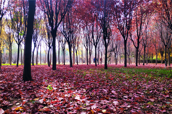 【“醉”美深秋 】深秋，請到蘭州這片紅葉林里走走