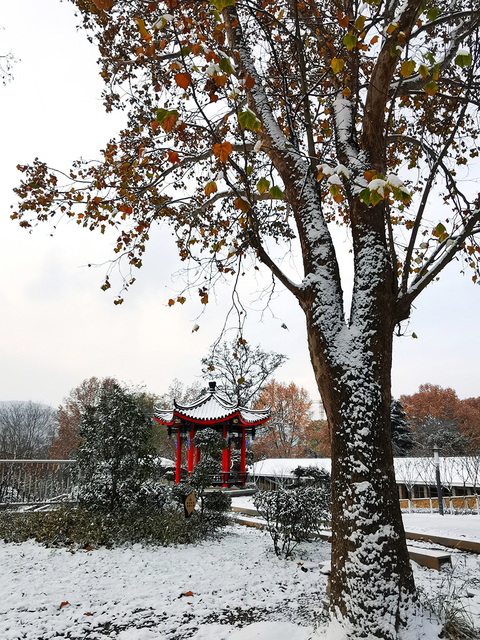 高清大圖|天水弘文園初雪，你喜歡嗎？