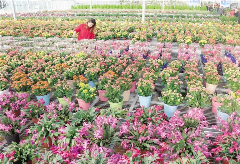 臨夏縣20多萬株水仙花、杜鵑、蝴蝶蘭等60多種花卉競相綻放