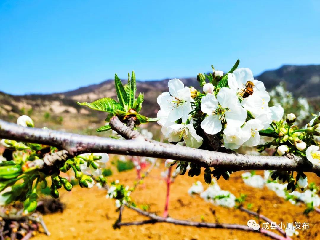櫻花盛開(kāi)，小川西狹等您來(lái)踏青、賞花！