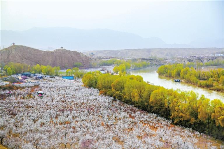 甘肅旅游丨唐汪杏花開(kāi) 楚楚等君來(lái) 在這里賞花看丹霞，美哉！