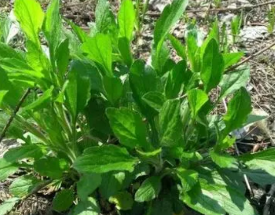 注意！路邊的野菜可不能亂采