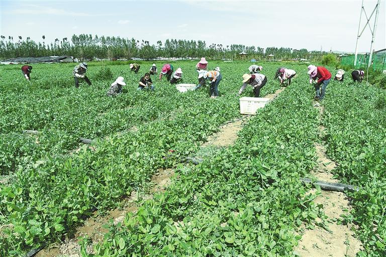 臨夏縣百益現(xiàn)代農(nóng)業(yè)公司種植的500多畝豌豆苗、甜豆等進(jìn)入豐產(chǎn)期