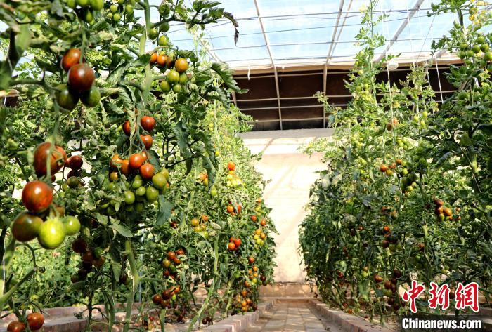 12月14日，甘肅省武威市民勤縣紅旗谷現(xiàn)代農(nóng)業(yè)產(chǎn)業(yè)園，溫棚內(nèi)“水果西紅柿”長勢良好?！●R愛彬 攝