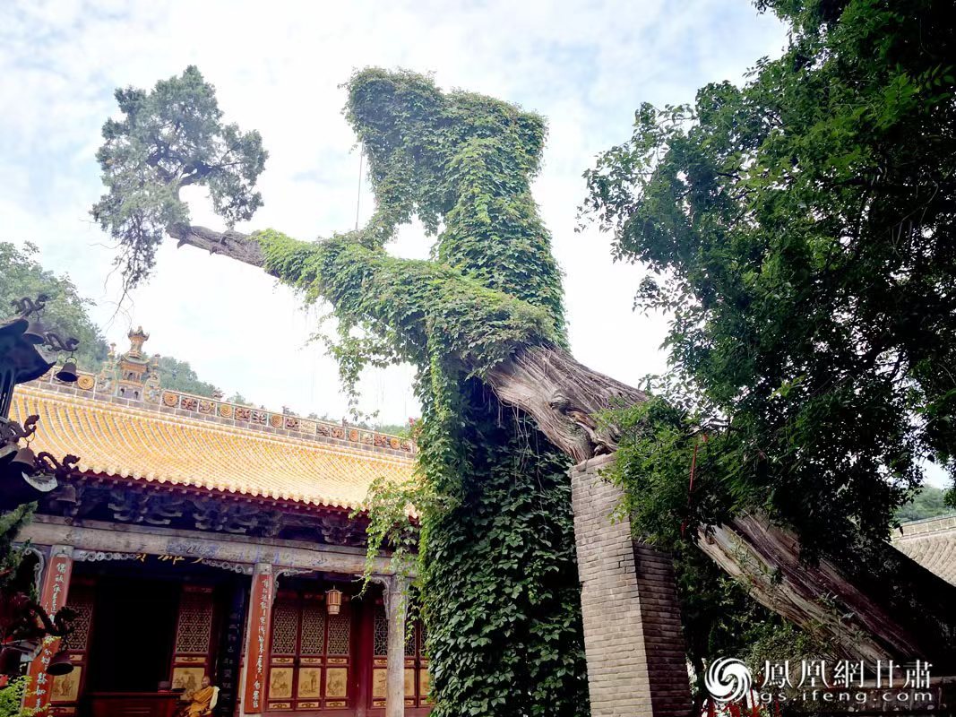 “山頭南郭寺，水號北流泉。老樹空庭得，清渠一邑傳?！倍鸥υ娭械摹袄蠘洹?，指的就是這株春秋古柏，為南郭寺的“鎮(zhèn)寺之寶”。胡江 攝