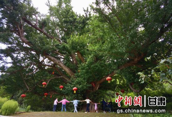 隴南徽縣境內(nèi)最古老的銀杏樹。當(dāng)?shù)貍髡f，它已有千年樹齡。（資料圖）殷春永 攝