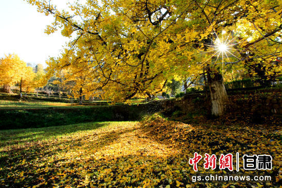 隴南徽縣銀杏樹最美的時候，當(dāng)屬每年的10月至11月。圖為樹葉已染黃的銀杏樹。張承榮 攝
