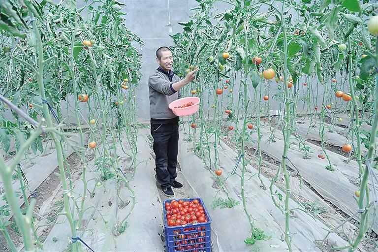 臨夏縣尹集、刁祁鎮(zhèn)易地扶貧搬遷后續(xù)產(chǎn)業(yè)園有日光溫室534座