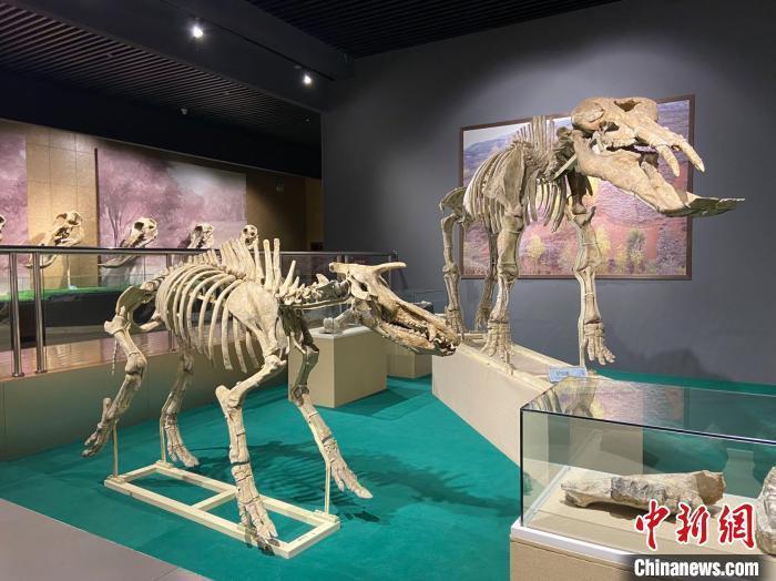 圖為5月底，和政縣古動物化石博物館內(nèi)修復(fù)后的古生物化石?！「哒?攝