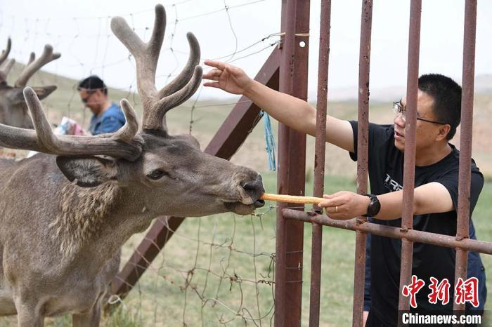 圖為游客在肅南縣馬鹿養(yǎng)殖場內體驗喂鹿?！钇G敏 攝