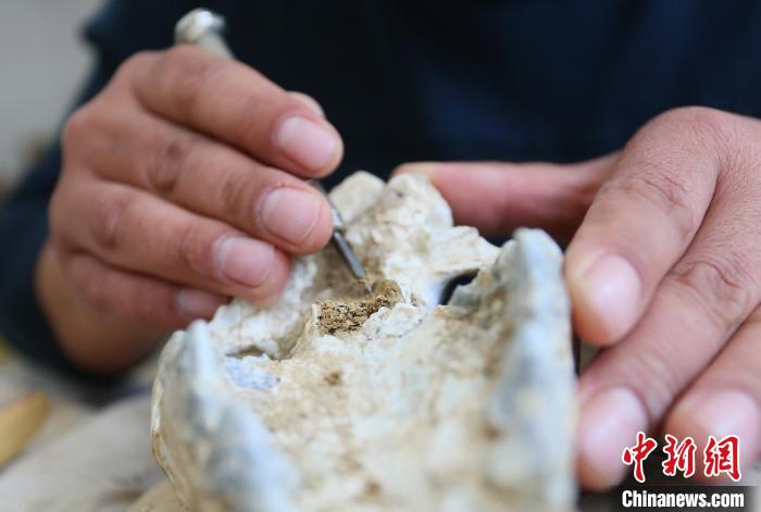 2022年6月，在和政古動物化石博物館內，古生物化石修復師對化石進行修復。(資料圖) 高展 攝