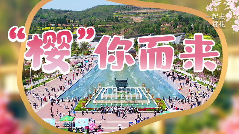 海報|春色爛漫，一組海報“云賞”櫻花盛開