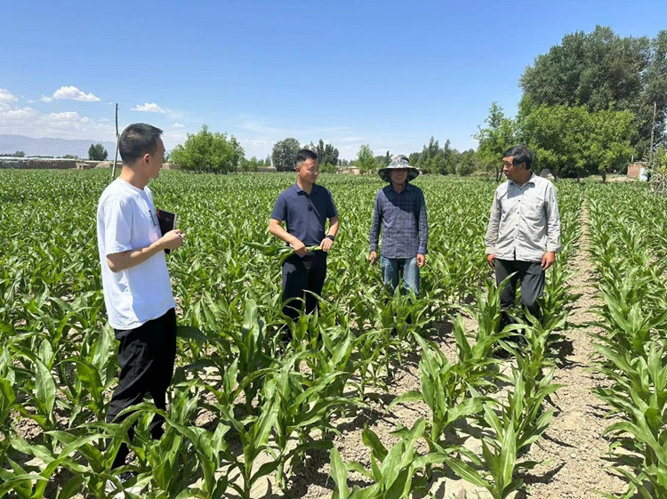 臨澤縣蓼泉鎮(zhèn)紀(jì)委工作人員深入田間地頭，現(xiàn)場了解玉米制種長勢和產(chǎn)業(yè)發(fā)展情況。.jpg