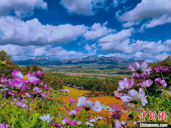 圖為盛夏時(shí)節(jié)的油嘴灣“花?！??！∈茉L者供圖