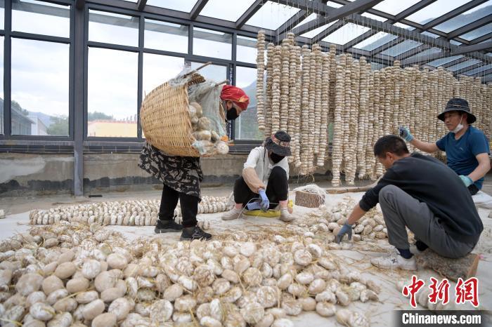 5月10日，甘肅省甘南藏族自治州迭部縣一青稞酒廠，工作人員用青稞面和青稞草等制成的曲坯用繩子串起來，方便掛起來曬干。九美旦增　攝