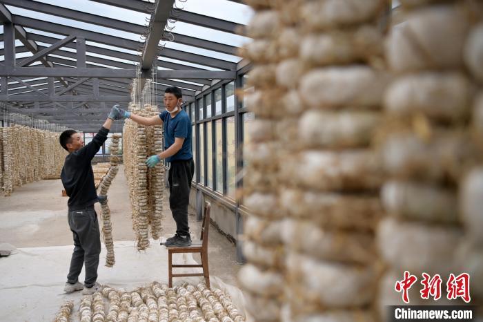 圖為5月10日，工作人員將用青稞面和青稞草等制成的曲坯用繩子串起來晾曬。九美旦增　攝