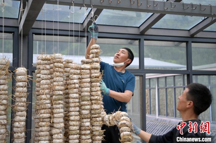 圖為5月10日，工作人員將用青稞面和青稞草等制成的曲坯用繩子串起來晾曬。九美旦增　攝