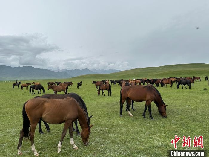 7月中旬，在山丹馬場草原上吃草的“山丹馬”?！〈魑牟?攝