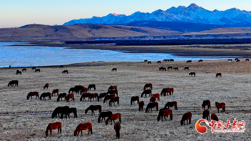 隴拍客丨山丹：落日祁連 駿馬奔騰牧歌揚(yáng)