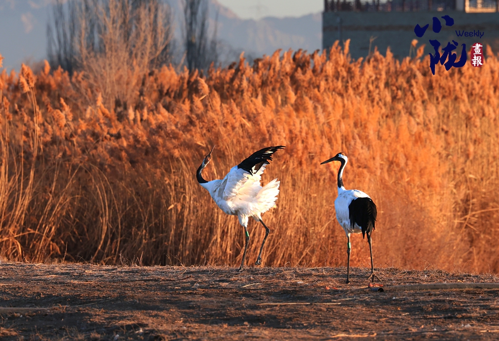 張掖：濕地鳥(niǎo)鳴織冬韻 歡歌一曲啟新歲