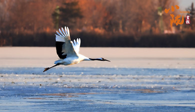 濕地鳥(niǎo)鳴織冬韻 歡歌一曲啟新歲