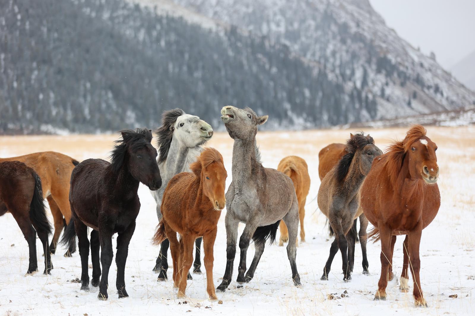 這樣山丹的冬天，誰能不心動